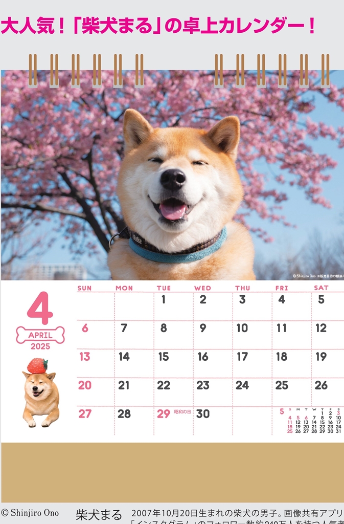 NK-529 , 卓上-  , 柴犬まるとおさんぽ　名入れカレンダー class=